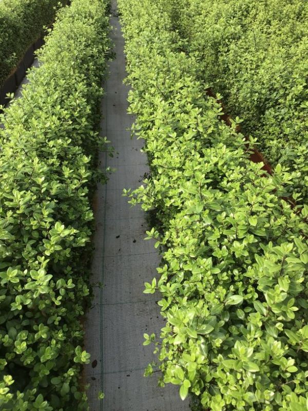 Instant Hedge Pittosporum tenuifolium Golf Ball in trough